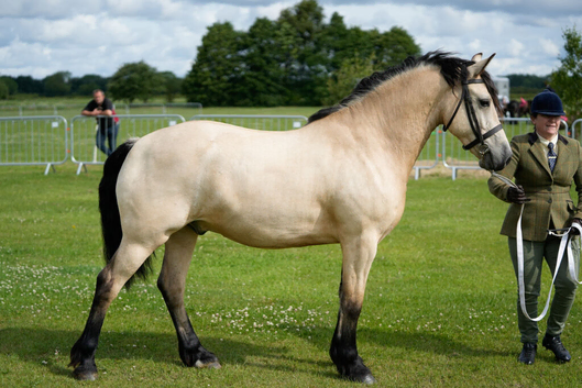 Stunning 4 yr old buckskin welsh d gelding