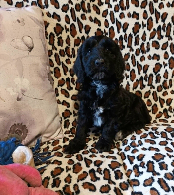 ONLY 1 GIRL AVAILABLE READY NOW F1b SPOODLE GIRLS FROM 5* LICENCED BREEDER