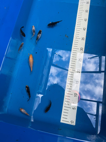 Baby koi