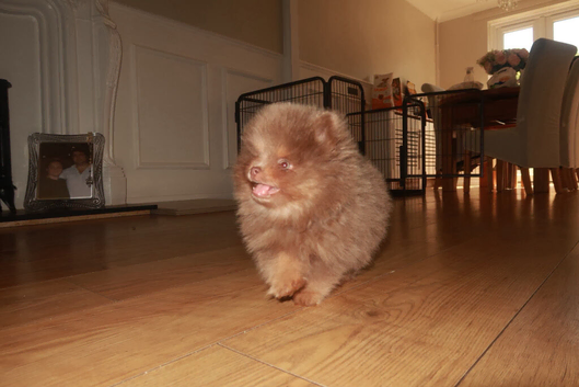 Lilac and tan Pomeranian