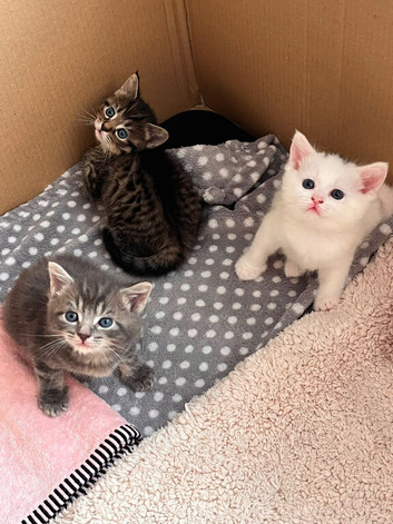 Kitten
