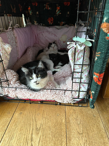 Beautiful Kittens Ready Now