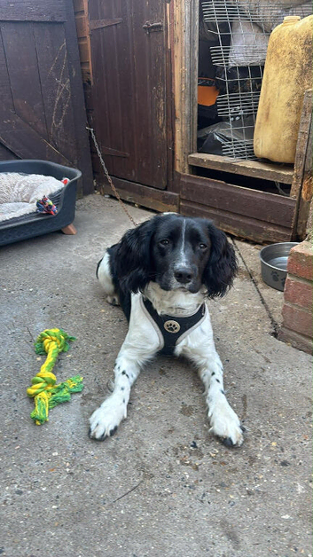 lovely boy, cocker spaniel