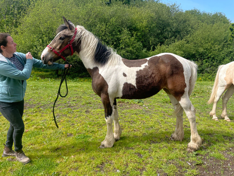 Stunning sec D x traditional filly