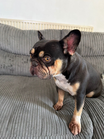 Female frenchie