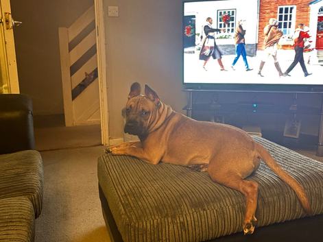 Staffy cross Frenchie