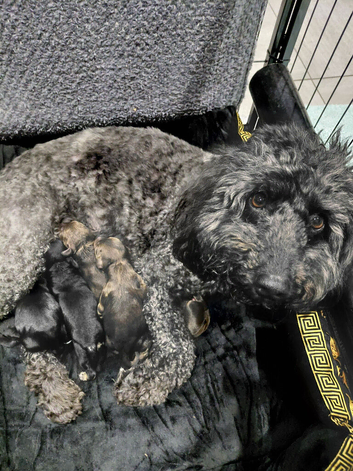Cockerpoo puppies