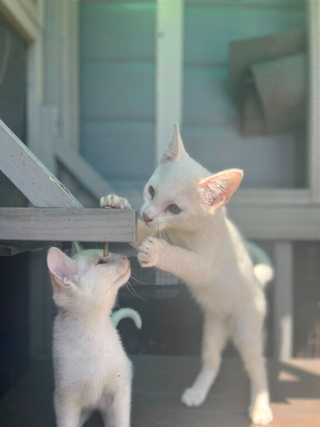 Lovely kittens