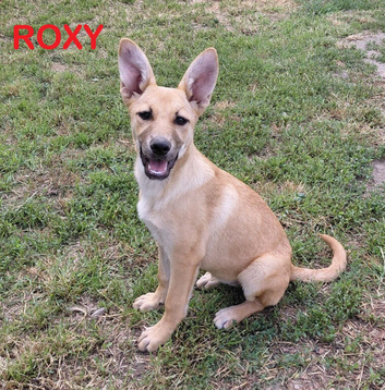 ROXY &ndash; The Little Sunshine Who Makes Every Day Brighter