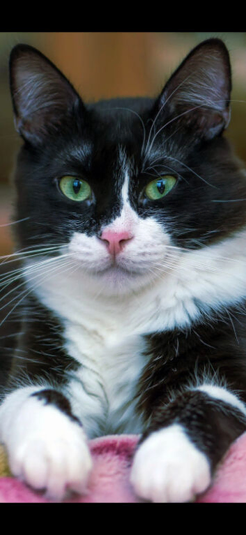 Beautiful Black & White Female Kitten &ndash; &pound;20 ️