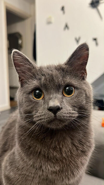 Lovely British shorthair male