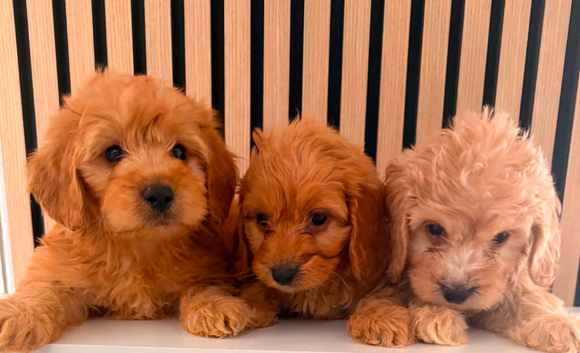Adorable puppies