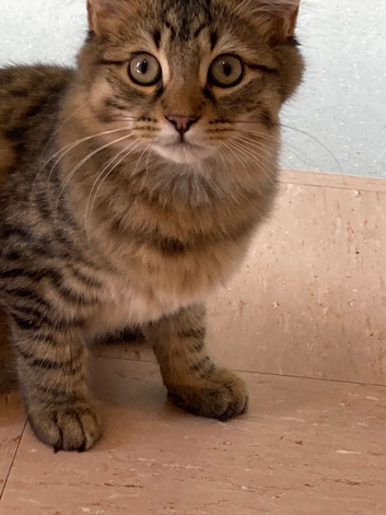 Half Maine cone kitten for sale