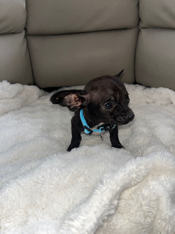 Chihuahua boy