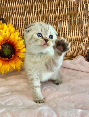 EXCEPTIONAL QUALITY SCOTTISH/BSH KITTENS