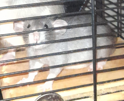 Updated add only females left none available for 3 weeks but reserve yours now as go quick!