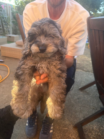 READY NOW doxiepoo pups 1x Girl  2x males