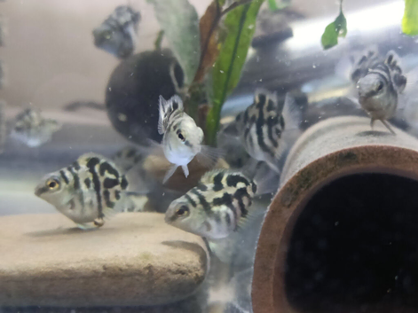 Baby Polar Blue Parrot Cichlid