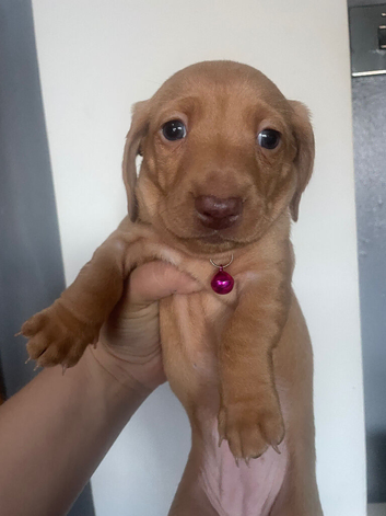 3 stunning mini dachshund puppies