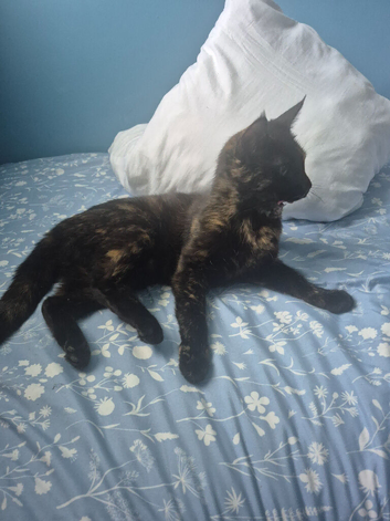 Black and gold half mainecoon cat