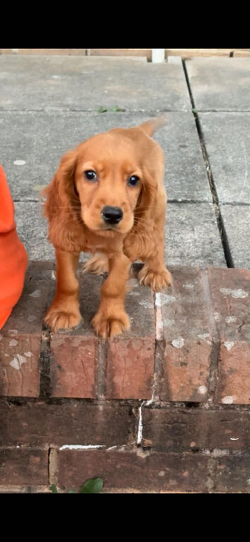 Cocker Spaniel boy Fully vaccinated