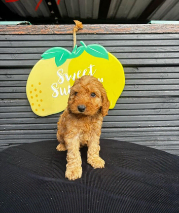 Beautiful cockapoo puppies ready now