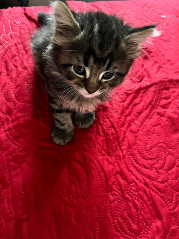 Adorable Kittens Looking for Loving Homes