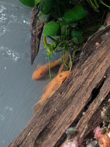 Red Bristlenose plecs