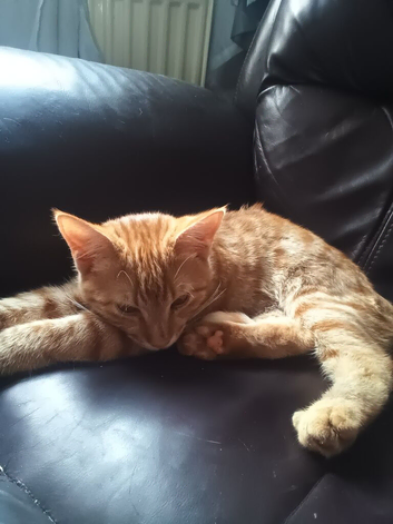 2 ginger boys