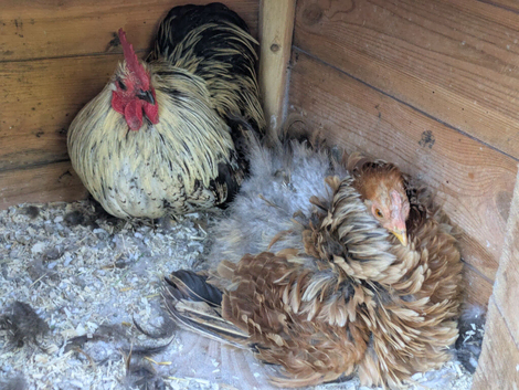Pekin Bantam pair
