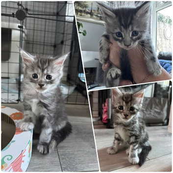 Stunning Maine Coon Kittens &ndash; 2 Girls & 1 Boy Still Available