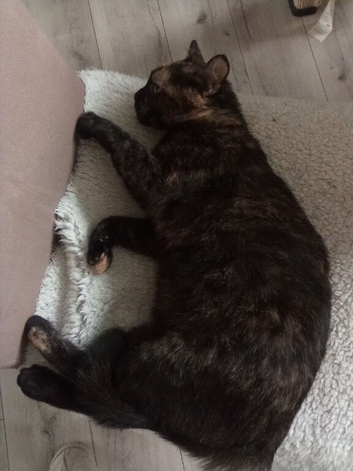 Cat looking for a home