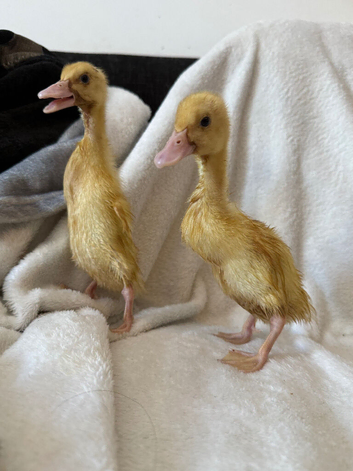 Indian runner ducklings