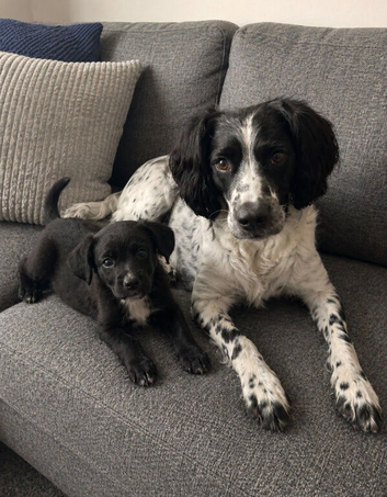 Beautiful female sprocker puppy