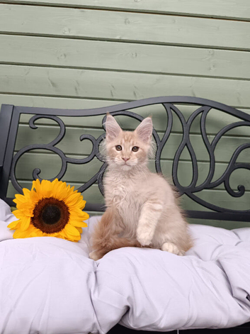Exceptional Maine Coon Kittens &ndash; Huge Champion Bloodlines