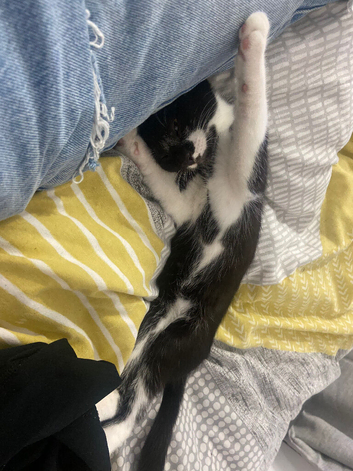 Kitten for sale
