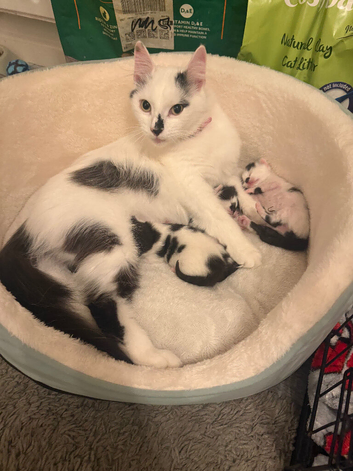 3 beautiful boy kittens for sale