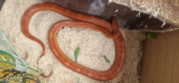 Male Corn Snake