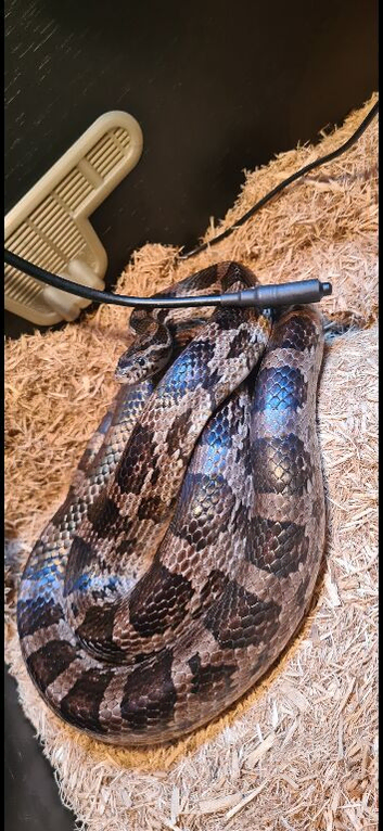 Large corn snake