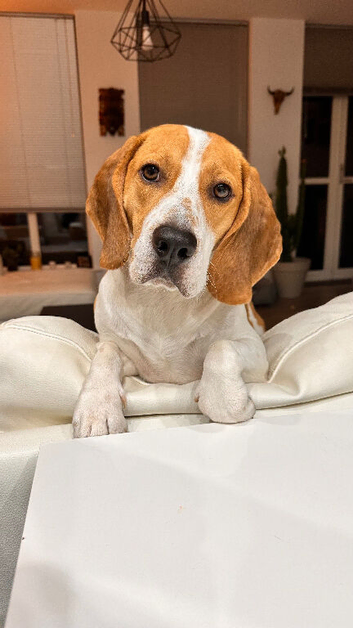 Playful loving Male Beagle for Adoption