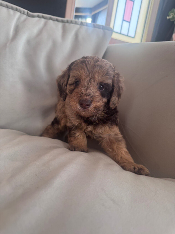 Beautiful Cockapoo Puppies Ready Soon