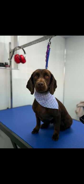 Working cocker spaniel