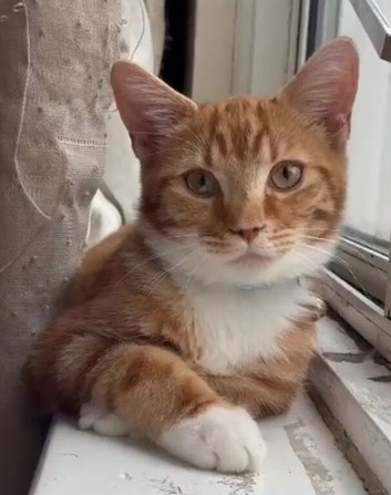 6 Month Old Ginger Male Kitten &mdash; Gentle & Good With Other Cats