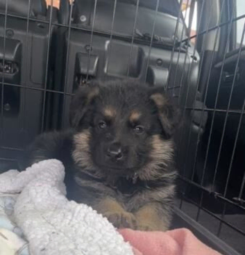 German shepherds available