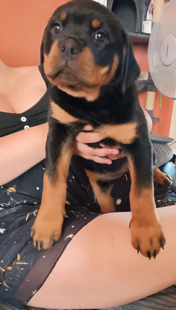 Female Rottweiler Puppy | Available 10th june
