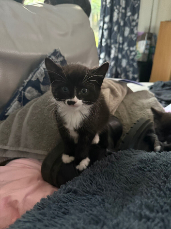 Kittens READY NOW!!