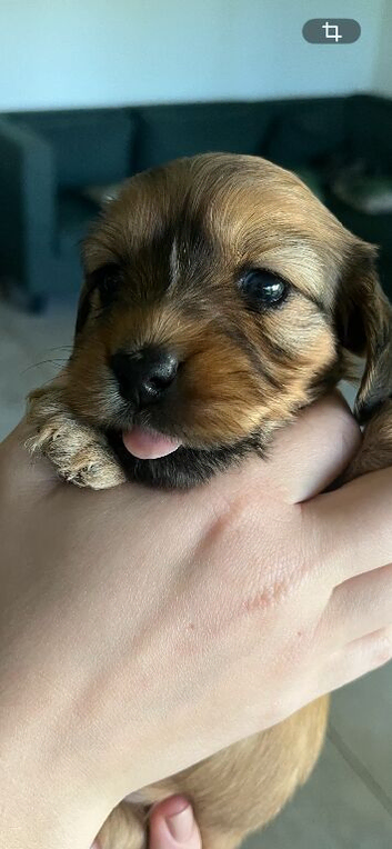 Mini Dachshund puppies- Family raised