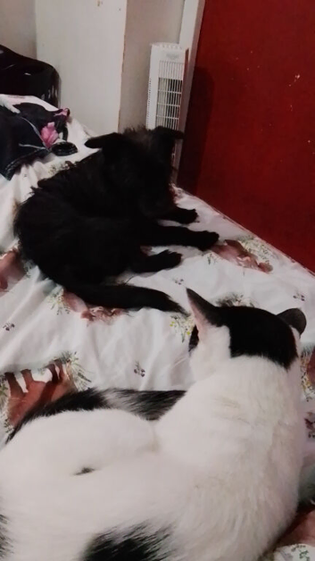 2 year old male cat