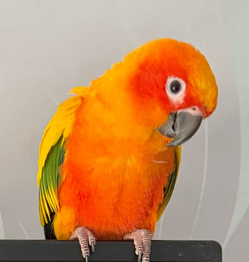 Sun conure