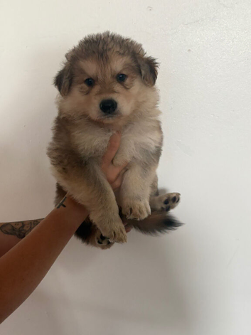 8 beautiful German shepherd pups